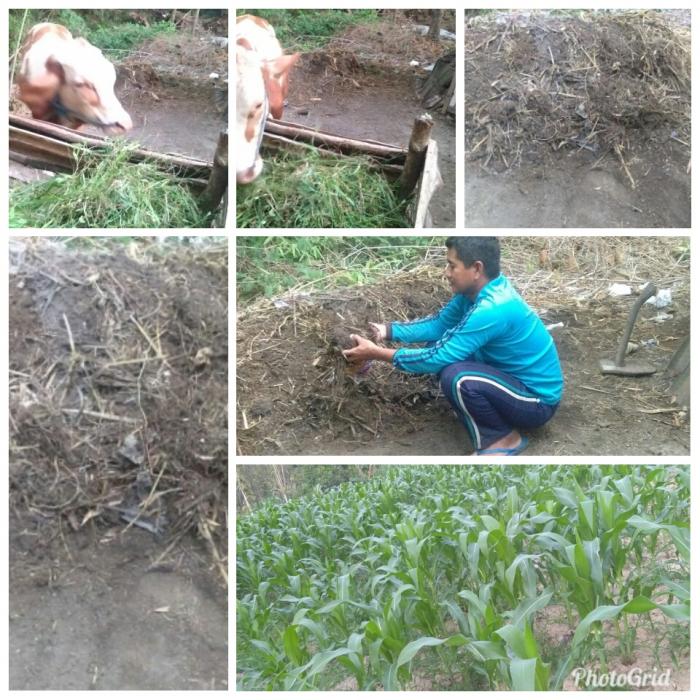 BUDI DAYA TANAMAN JAGUNG DENGAN MEMANFAATKAN PUPUK ORGANIK DARI KOTORAN TERNAK (SAPI)