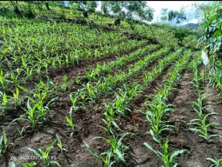 BUDI DAYA  TANAMAN JAGUNG DI LAHAN KERING
