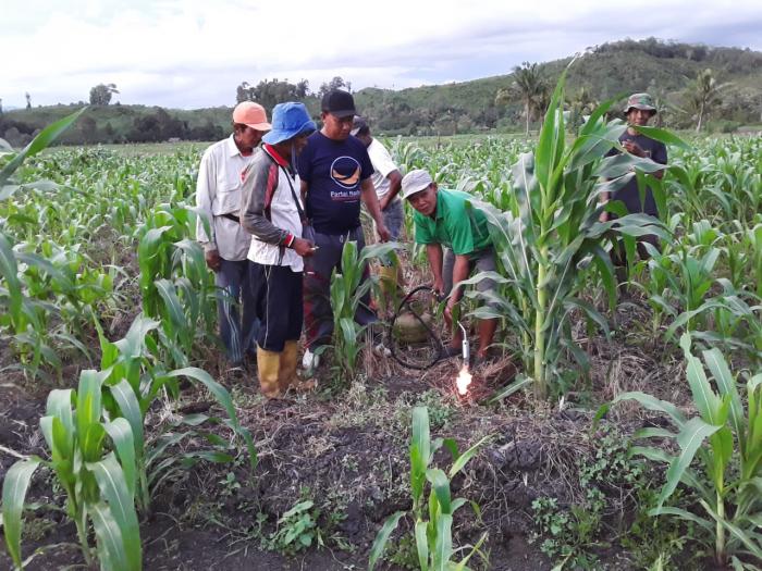 PENGENDALIAN HAMA TIKUS PADA TANAMAN JAGUNG