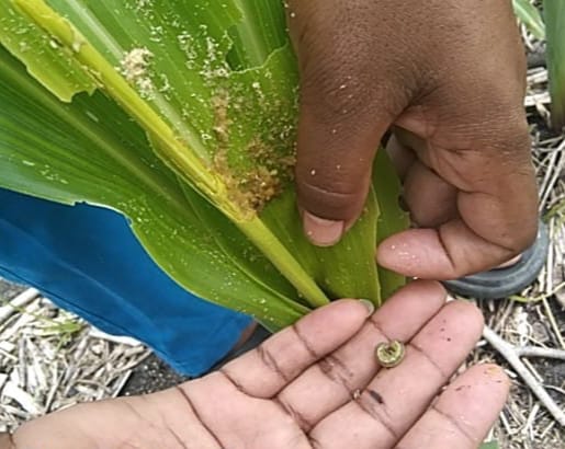Pengendalian Ulat Grayak Pada Tan Jagung