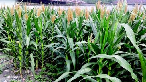 PENGENDALIAN TIKUS SAWAH SECARA KIMIAWI