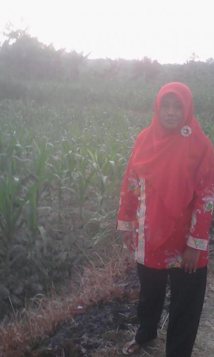 BUDIDAYA JAGUNG DI MUSIM KEMARAU
