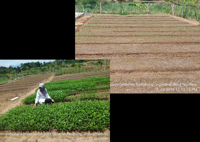 Pemanfaatan Kotoran Ternak Pada Tanaman Sayuran (kangkung)