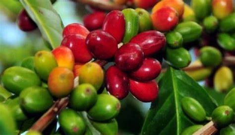 WAKTU PEMBERIAN PUPUK N,P DAN K PADA TANAMAN PADI