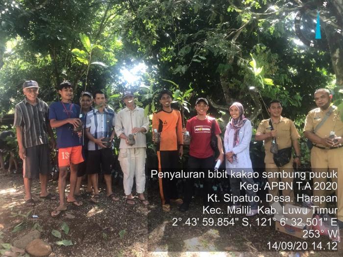 Penyaluran Bibit Kakao  Sambung Pucuk Di Kelompok Tani Sipatuo Desa Harapan Kecamatan Malili Kabupaten Luwu Timur