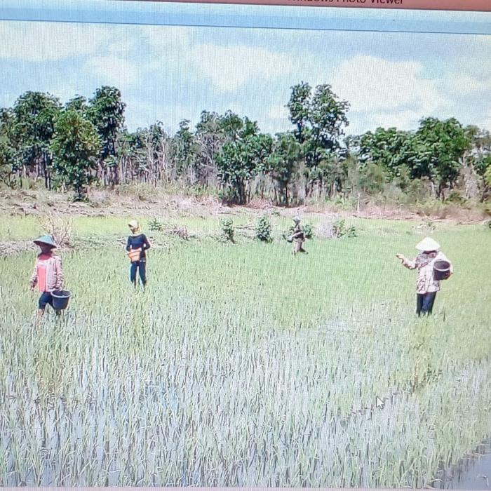 Pemupukan Berimbang Pada Tanaman Padi Unggul