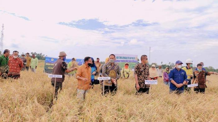 Kepala Dinas Pertanian Kabupaten jeneponto Panen di Lokasi Sekolah Lapang (SL) Penerapan Inovasi Teknologi Pertanian