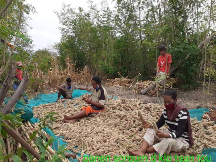 tanaman sayuran hidroponik yang paling menguntungkan  