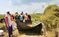 PENENTUAN SAAT WAKTU PANEN dan PASCA PANEN PADI