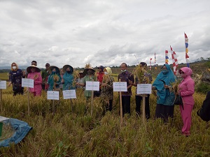 Panen Raya Padi Di P4s Merapi 