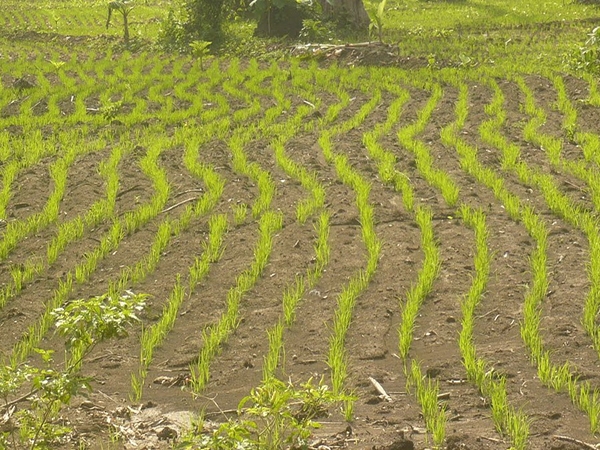 Menanam Padi Ladang
