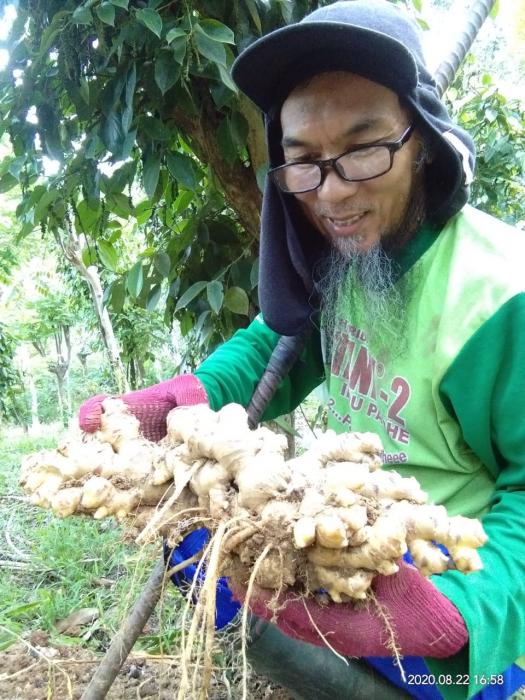 Tanaman Jahe Menjadi Primadona Di Kecamatan Mallawa