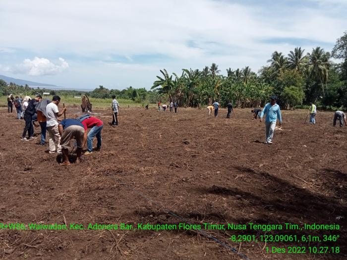 BPP WAIBELEN LAKSANAKAN KEGIATAN TANAM PERDANA JAGUNG POLA TANAM DOUBLE TRACK