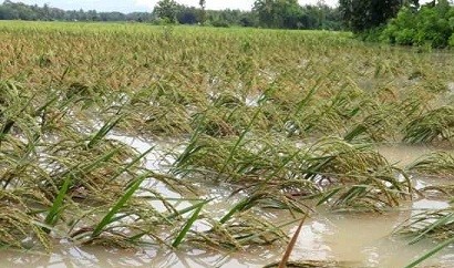 Waspadai Ulat Grayak untuk tidak menyerang Jagung,  guna berhasilnya  Propaktani 