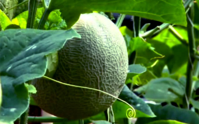 CARA MENANAM MELON DALAM POLYBAG DI HALAMAN RUMAH