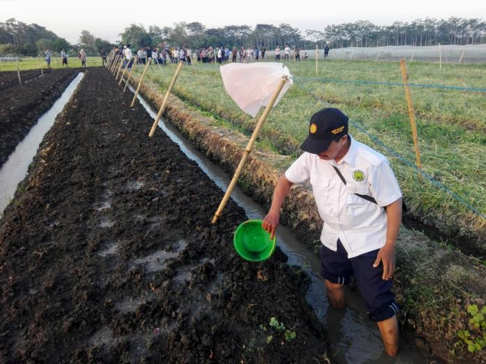 Tiga Titik Kritis Usaha Tani Bawang Merah