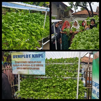 Pemanfaatan Pekarangan dengan system Hydroponik Mulai Berkembang di Kepulauan Seribu