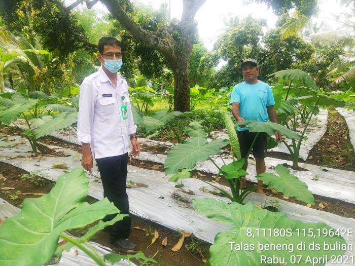 Kelompok Tani Ternak Lembu Lestari Desa Bulian Sukses Uji Coba Talas Beneng