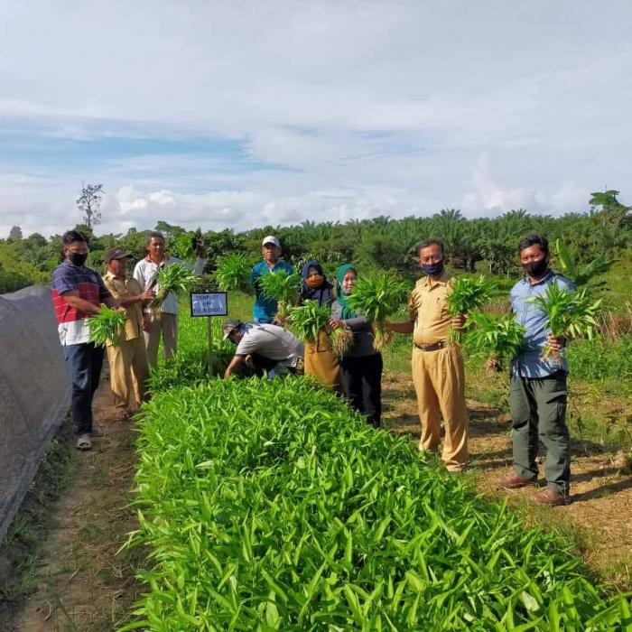 Demplot Sayuran Kangkung Bpp Tulin Onsoi 