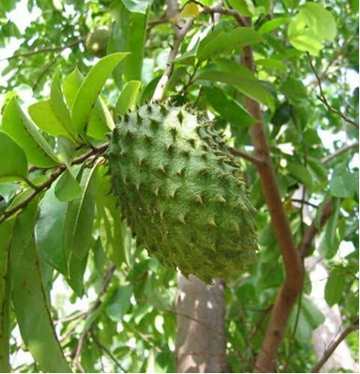 Buah Sirsak, Pembunuh Kanker 