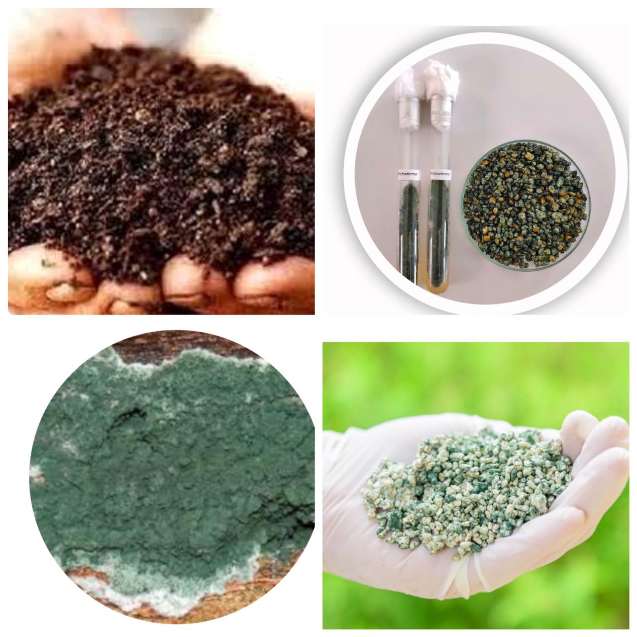 Pengembangan Jamur Thricoderma Sp.