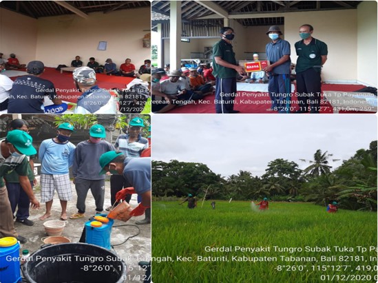 ANTISIPASI GAGAL PANEN, BPTPH LAKUKAN GERDAL PENYAKIT TUNGRO