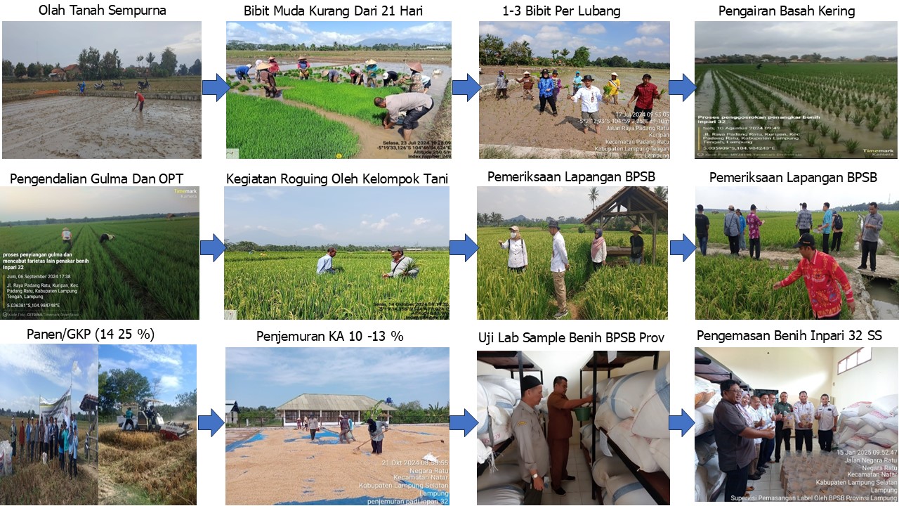 SOP GAP Penangkaran Padi Sawah