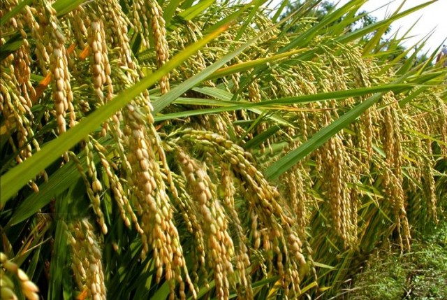 Ptt Padi Sawah