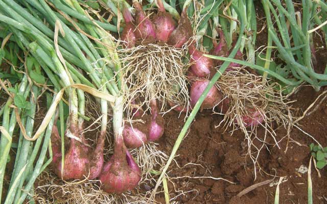BENIH CABAI MERAH DAPAT DIBUAT OLEH PETANI SENDIRI