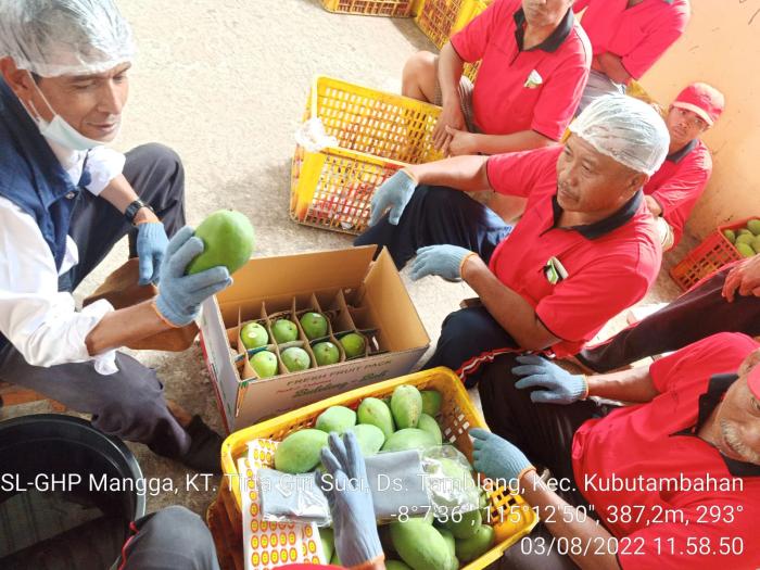 SL-GHP MANGGA DI POKTAN TIRTA GIRI SUCI DS TAMBLANG