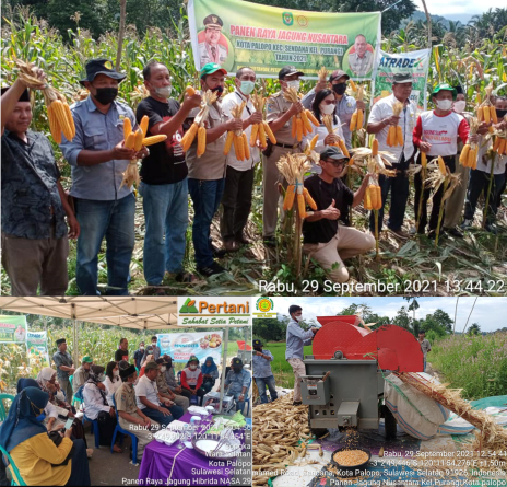 Dinas Pertanian, Peternakan Dan Perkebunan Kota Palopo Ikuti Panen Raya Jagung Nusantara Secara Live Virtual Bersama Menteri Pertanian Ri
