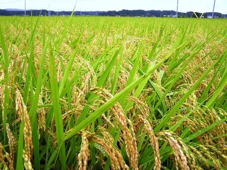 Manfaat dan Cara Pembuatan Biochar (Arang)