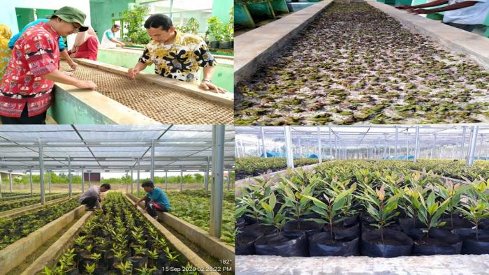TEKNIS PEMBENIHAN PRODUKSI TANAMAN CENGKEH  (Eugenia Aromatic)  DI  IP2TP NATAR - BPTP LAMPUNG