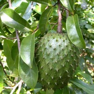 Pembuatan Pestisida Nabati dari Daun Sirsak