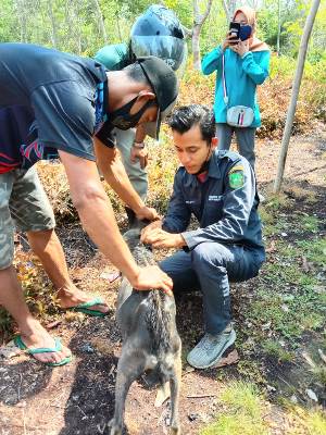 Kegiatan Pelayanan Kesehatan Ternak Di Desa Pangkalan Balai
