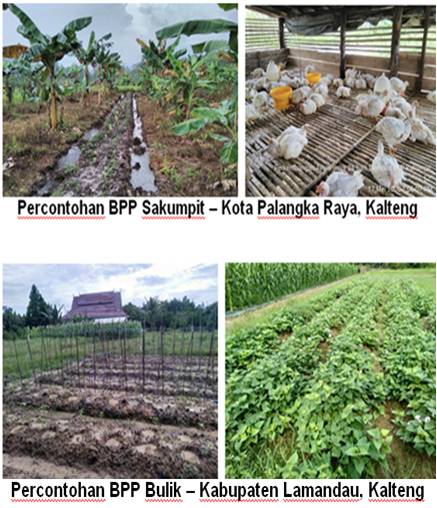 TANAM BUAH DAN SAYURAN DI PEKARANGAN UNTUK GIZI KELUARGA  DI MASA PANDEMI COVID 19