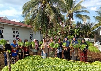 Kegiatan Panen Perdana KWT Subur Makmur Kelurahan Selatpanjang Timur