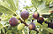 KHASIAT BUAH TIN Ã¢â‚¬Å“SI BUAH SURGAÃ¢â‚¬Â
