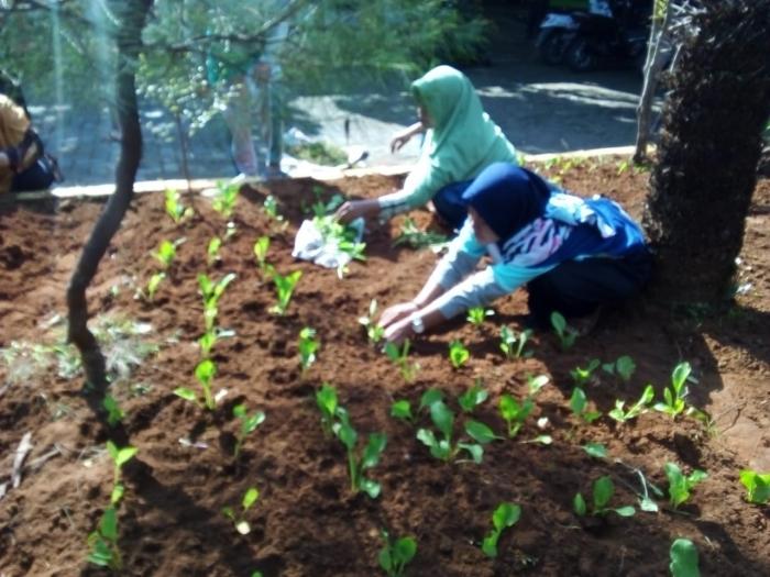 Pemanfaatan Lahan Pekarangan di Lingkungan Kantor Kecamatan Waru, Kabupaten Pamekasan