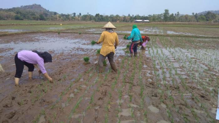 PETANI DESA WOTANNGARE KECAMATAN KALITIDU TETAP SEMANGAT MENANAM GUNA MENDUKUNG KETAHANAN PANGAN NASIONAL