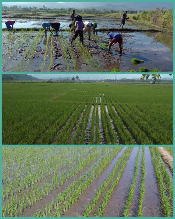 JAJAR LEGOWO UNTUK PETANI NTT