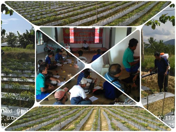 BUDIDAYA CABE (MATERI PENYULUHAN BPP TANJUNG PALAS UTARA)