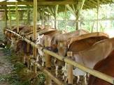 Teknik Inseminasi Buatan Pada Sapi