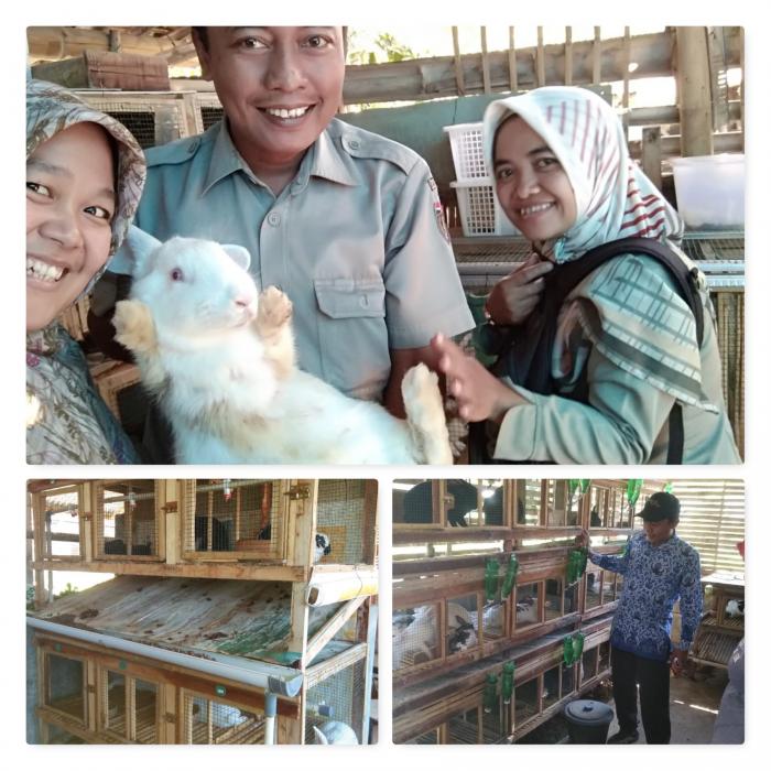 BUDIDAYA KELINCI DI KAKI GUNUNG LAWU DESA KARANGGUPITO KECAMATAN KENDAL KABUPATEN NGAWI