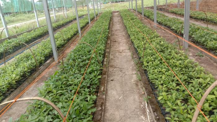TEKNIK PERBANYAKAN  BIBIT KOPI  UNGGUL