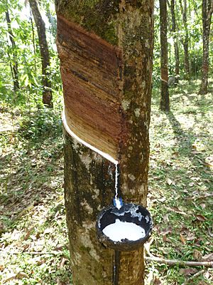 MENGATASI PENYEBAB BUSUK BUAH  PADA TANAMAN KAKAO 