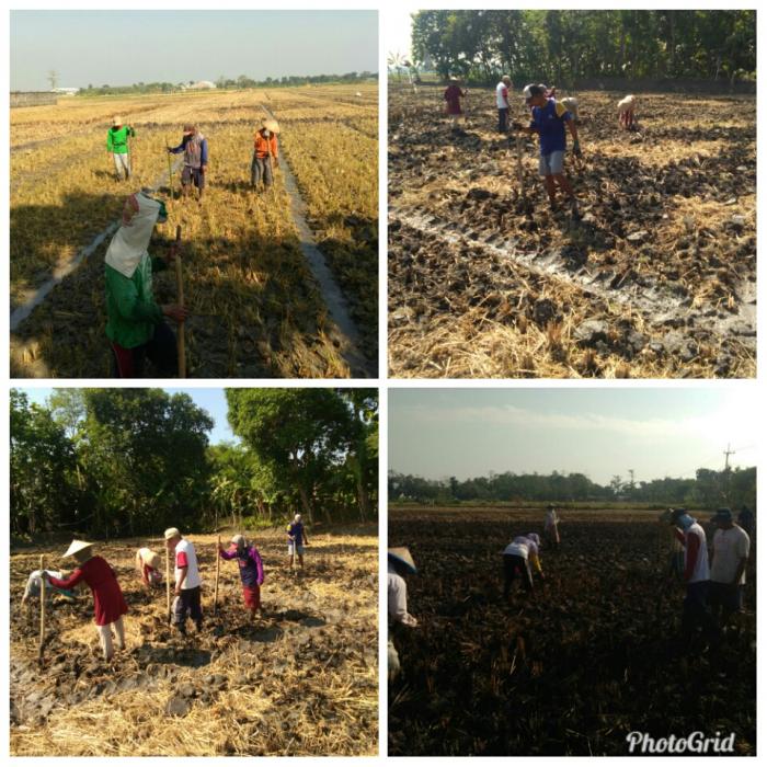 PETANI MOJORANU MULAI TANAM KEDELAI