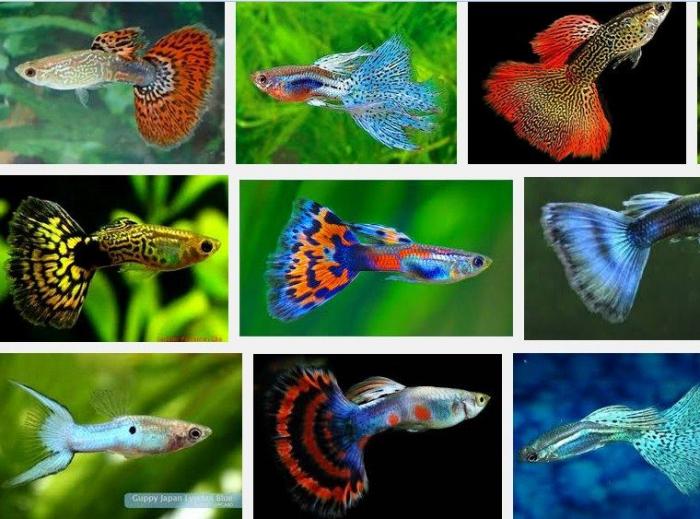 Strategi Penambahan Pengasilan Petani Dengan Peluang Usaha Budidaya Ikan Guppy