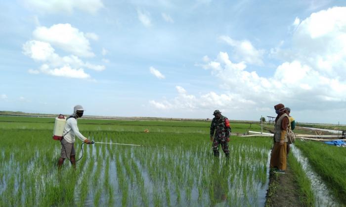 Pendampingan Demplot Eco Farming