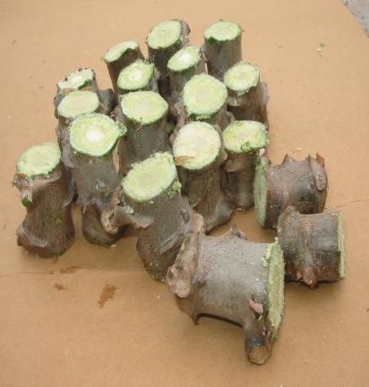 TUMPANGSARI BARIS GANDA UBI KAYU DAN KACANG TANAH MENINGKATKAN PRODUKTIVITAS LAHAN KERING